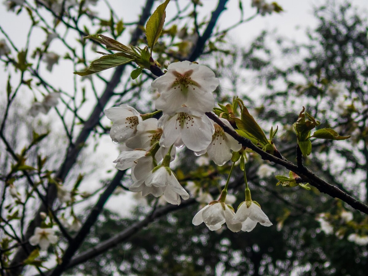 日本樱花 樱花 东京樱花 Cherry Tree 花儿 花卉 植物 太子湾樱花 樱花