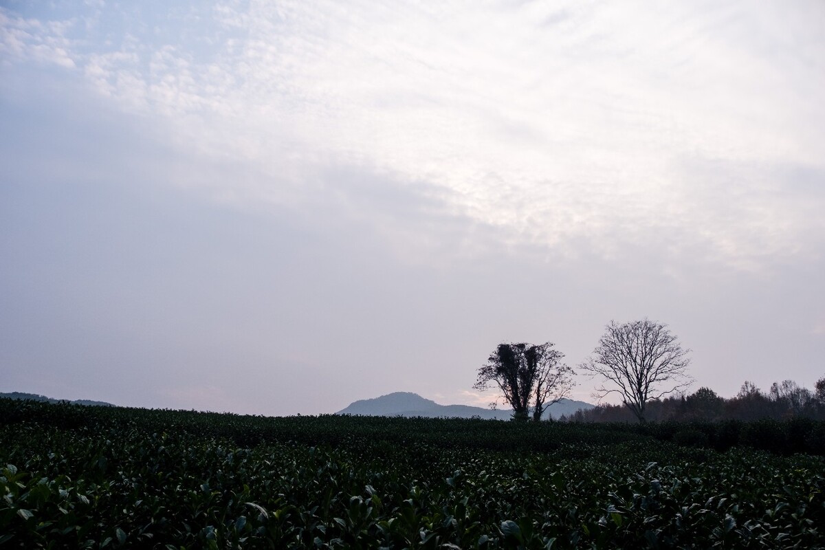 茶园风光 自然风光 茶树 茶园 龙井茶园 杭州 龙井茶园 自然 云彩 网红茶树 椰子树 摄影