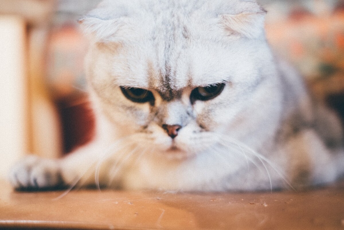 猫 猫科动物 动物 猫亚科 豹亚科 猫咪 家猫 野猫 喵星人 可爱的猫猫 英短 虎斑