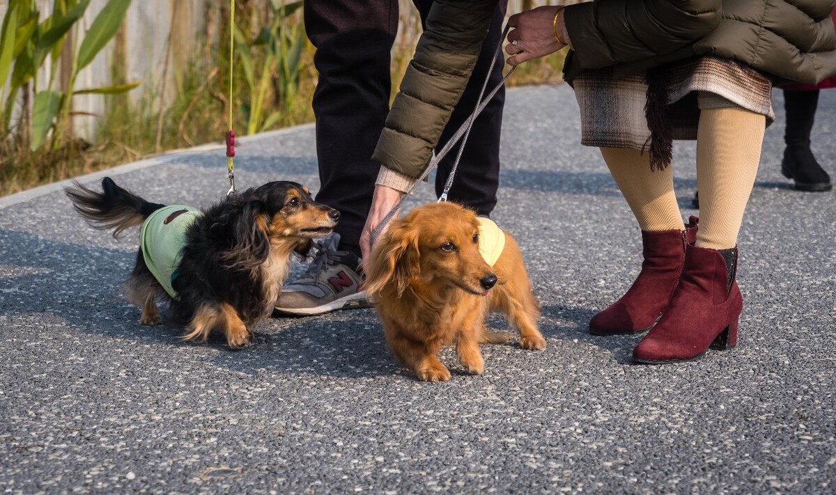 腊肠犬 金毛 狗狗 宠物 旺星人 摄影 特写 图片 宠物摄影 猎犬