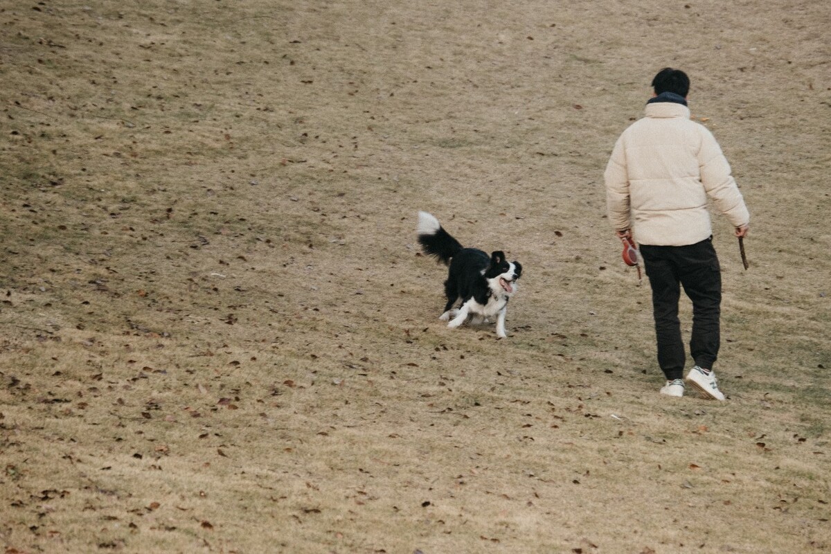 狗狗 边境牧羊犬 如影随形来 智商很高的狗狗 摄影 图片 素材 特写 人与动物