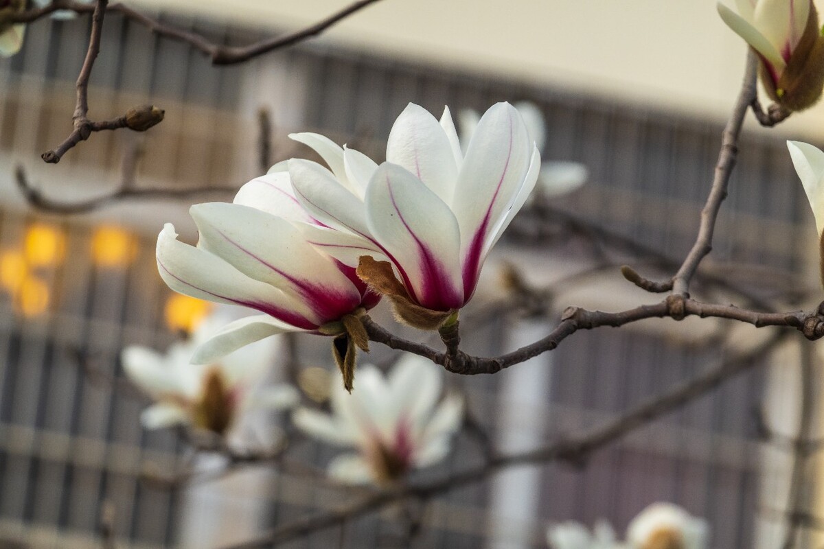 白玉兰 木兰 玉兰花 迎春花 望春 应春花 玉堂春 辛夷花 玉兰
