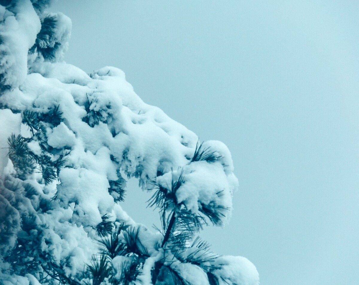雪景 大自然 自然 风光 黄山雪景 摄影 银妆素裹 千里冰封 万里雪飘 旅游 树枝上的雪 森林雪景