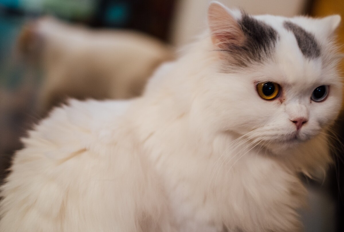 猫 猫科动物 动物 猫亚科 豹亚科 猫咪 家猫 野猫 喵星人 可爱的猫猫 英短 虎斑