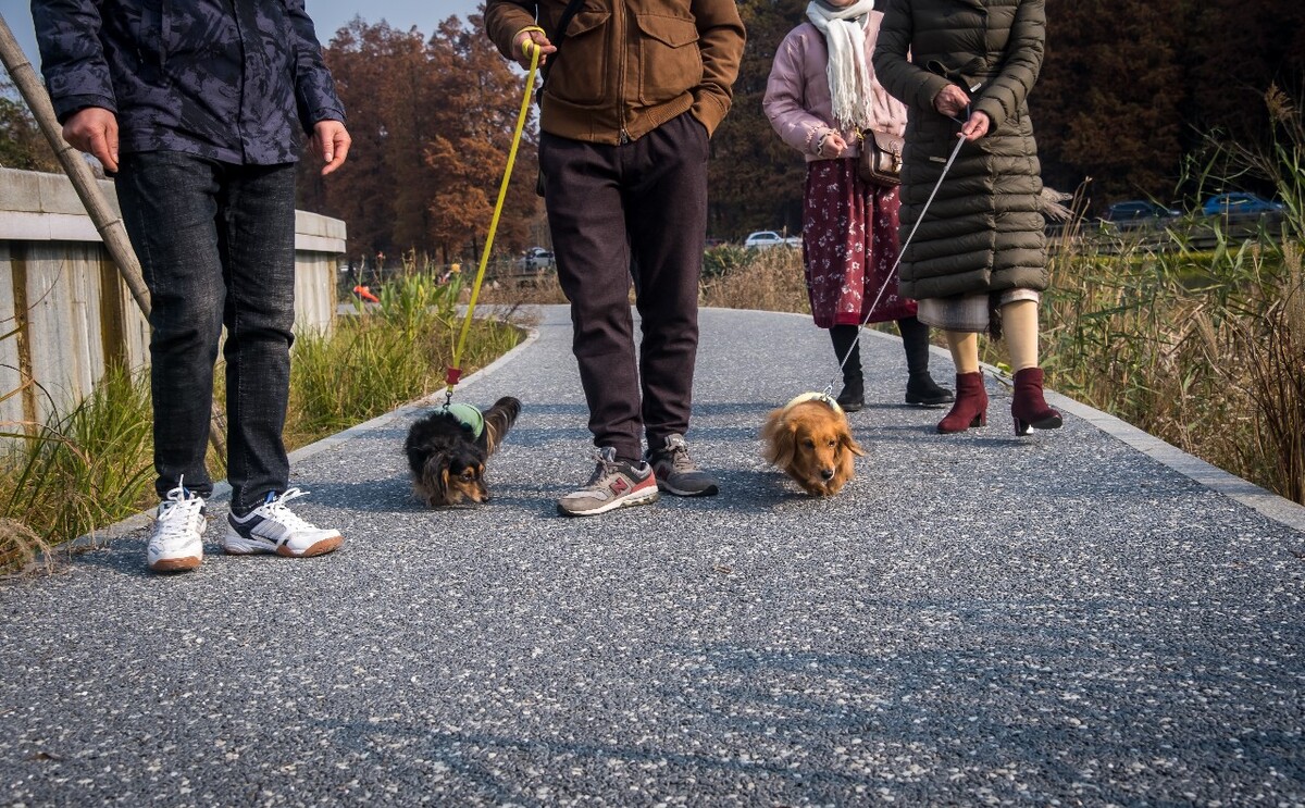 腊肠犬 金毛 狗狗 宠物 旺星人 摄影 特写 图片 宠物摄影 猎犬