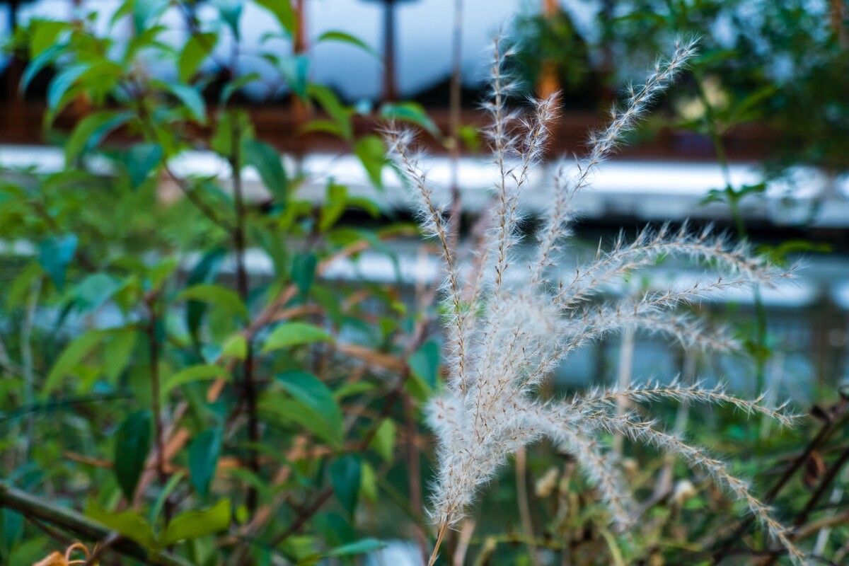 芦苇 摄影 特写 植物 季节 芦花  图片 自然