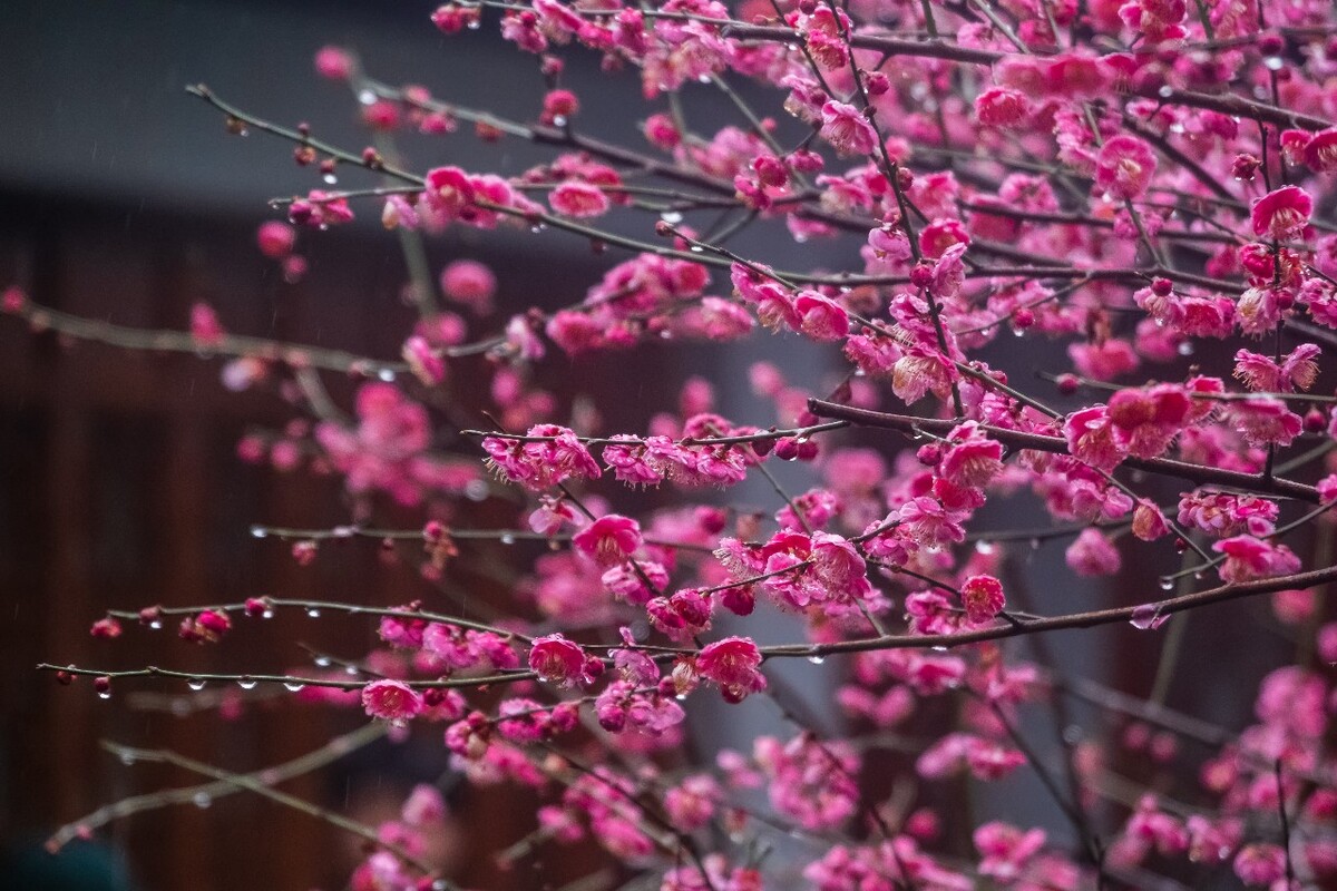 自然 风景 风光 梅花 植物 花卉 花儿 花草 树枝 雨中梅花 寒梅 红梅 梅 图片 素材 特写 摄影