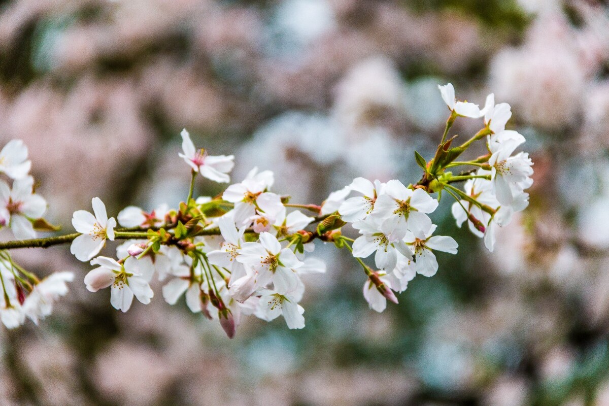 日本樱花 樱花 东京樱花 Cherry Tree 花儿 花卉 植物 太子湾樱花 樱花