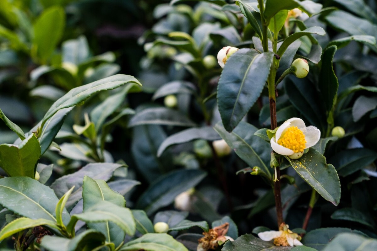 茶园风光 龙井茶园风光 茶叶 茶园 自然风光 茶树 茶 茶花 风光 摄影 特写 山茶花