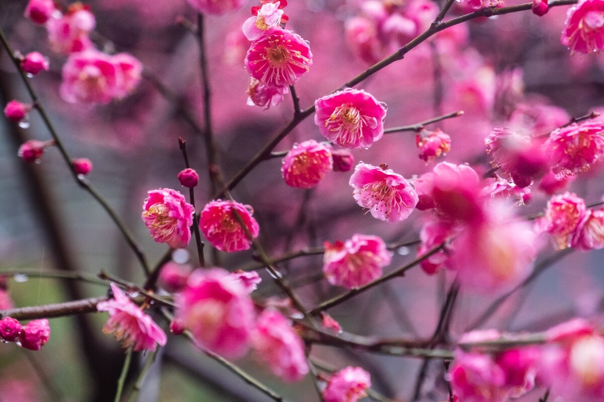 雨中梅 梅花 植物 花卉 花草 寒梅 红梅 雨中红梅 自然 风光 图片 素材 特写 梅花特写 Red plum