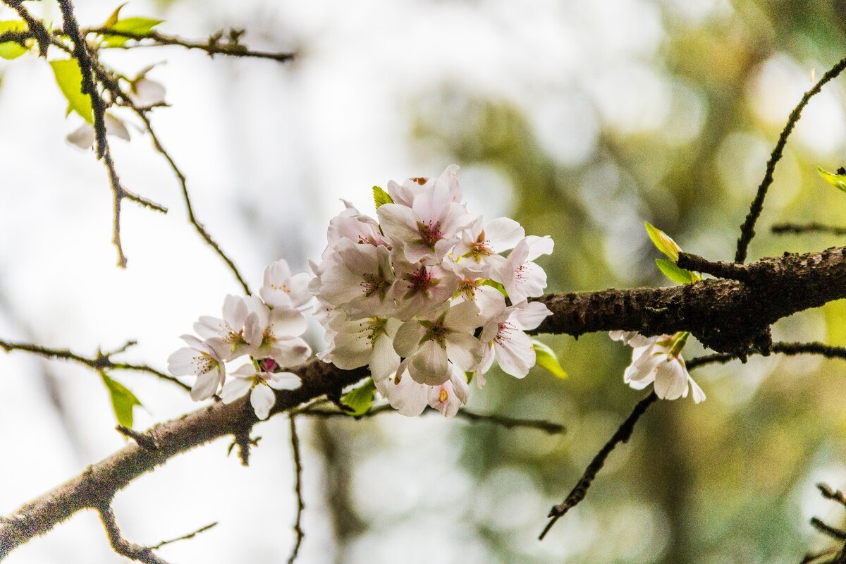 日本樱花 樱花 东京樱花 Cherry Tree 花儿 花卉 植物 太子湾樱花 樱花