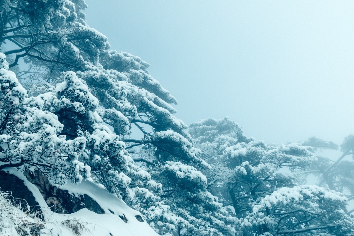 雪景 自然 风景 自然风光 大自然 黄山雪景 黄山风光 树枝上的雪 积雪 千里冰封 万里雪飘 银妆素裹