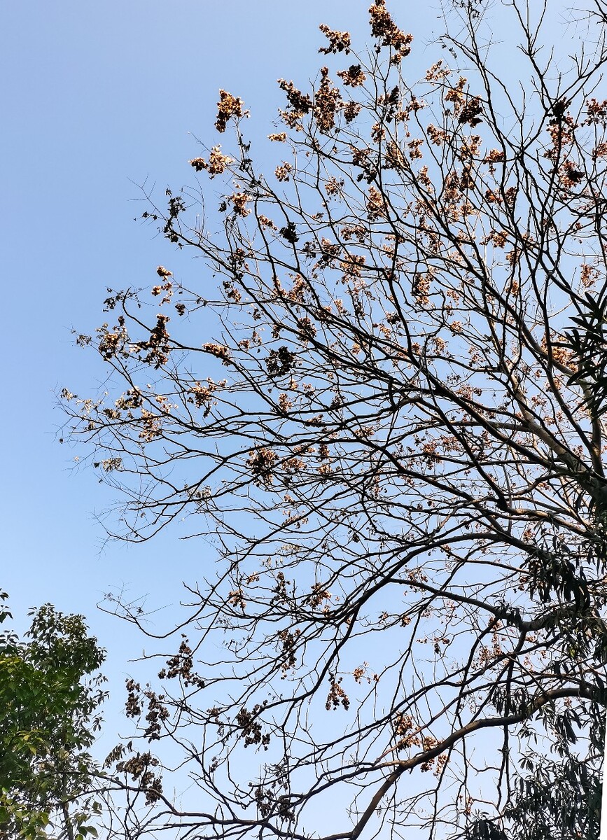 自然 风光 云彩 树 风景 天空 特写 素材 摄影   树枝 