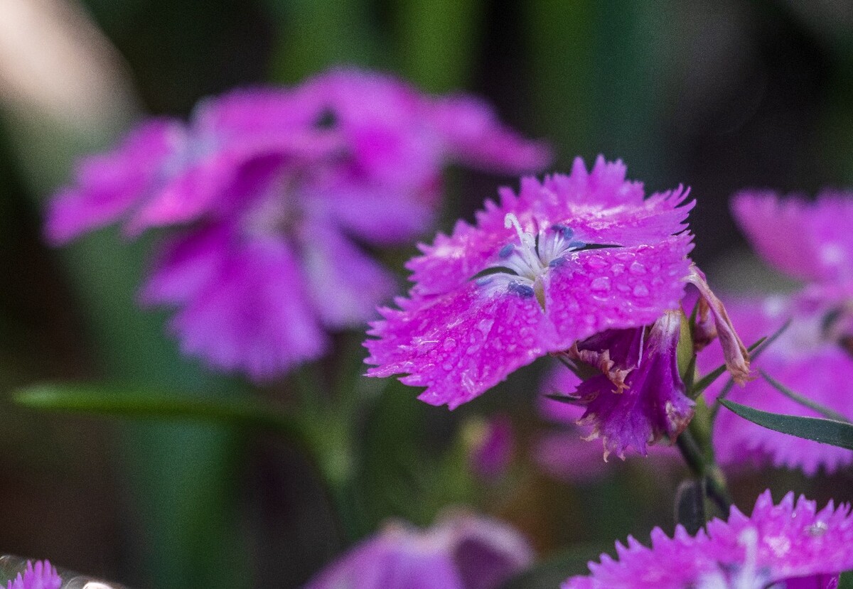 花儿 花卉 花草 自然 风景 风光 摄影 图片 素材 植物 小花 石竹