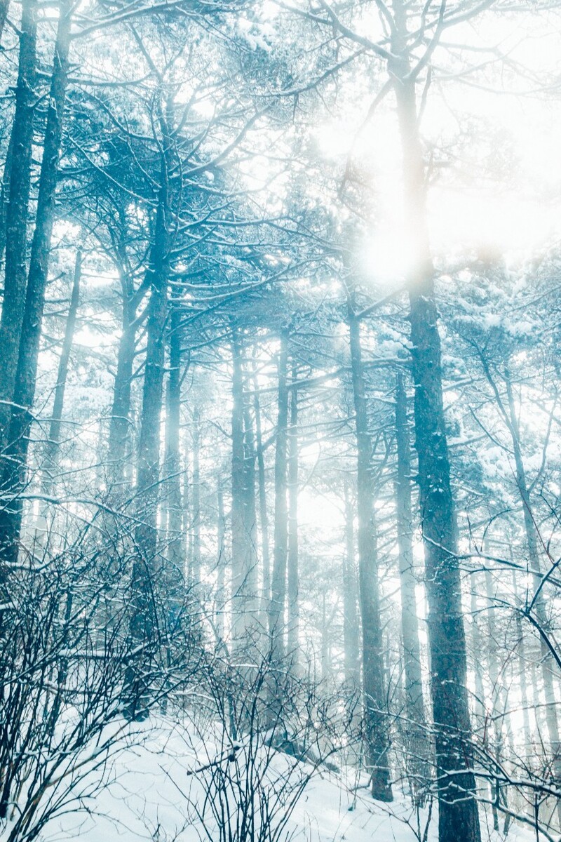 雪景 自然 风景 自然风光 大自然 黄山雪景 黄山风光 树枝上的雪 积雪 千里冰封 万里雪飘 银妆素裹