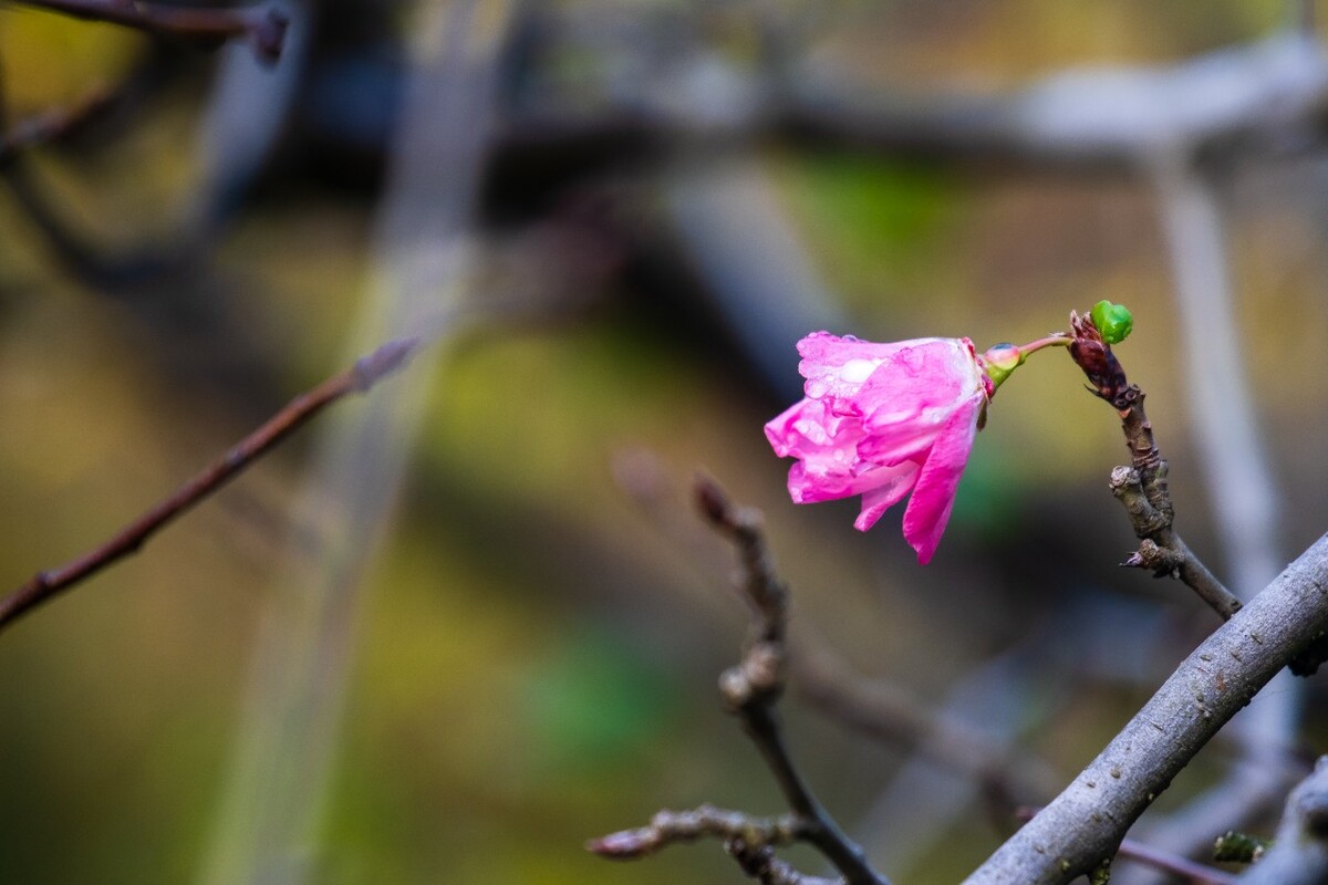 海棠花 粉色海棠花 紫色海棠花 图片 摄影 植物花草 花卉  花儿