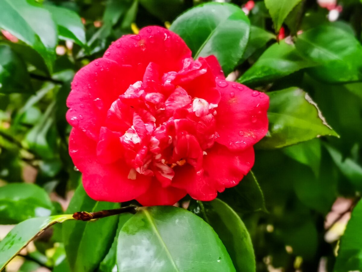 茶花 红色的花 落花 落红不是无情物,化作春泥更护花 摄影 素材 花卉 花朵