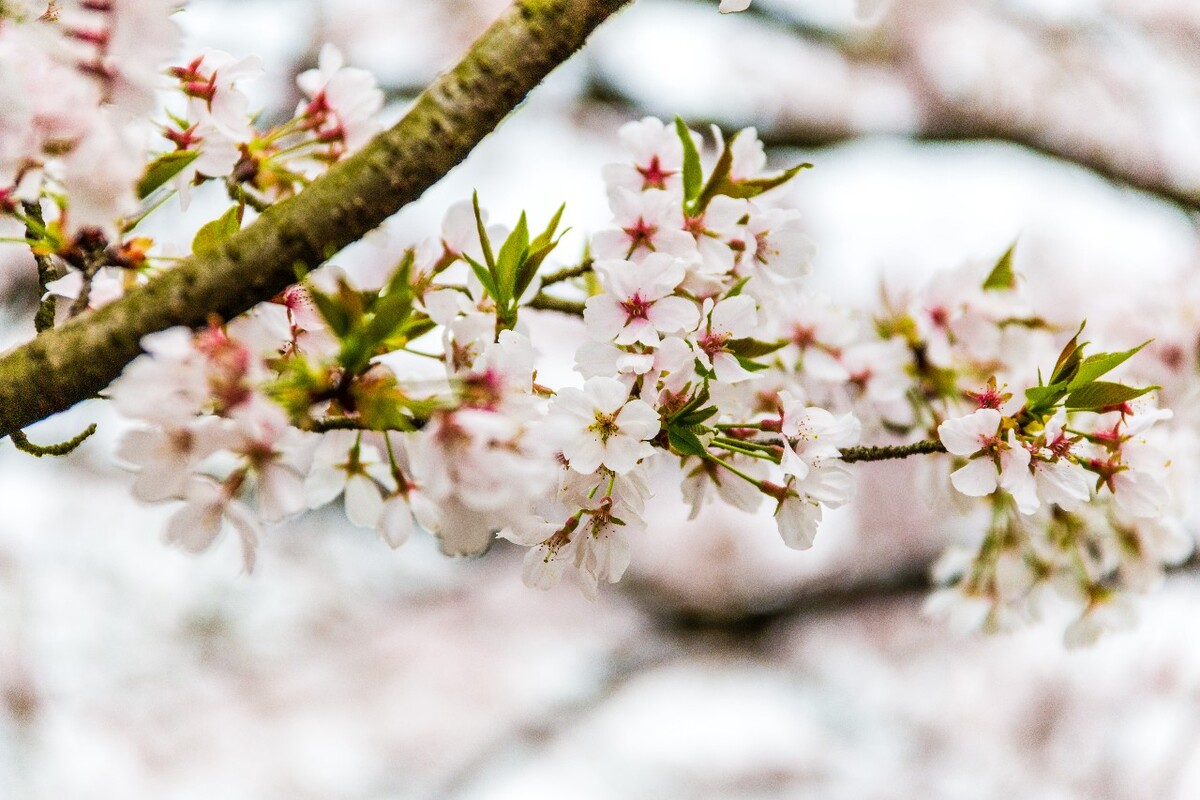 日本樱花 樱花 东京樱花 Cherry Tree 花儿 花卉 植物 太子湾樱花 樱花