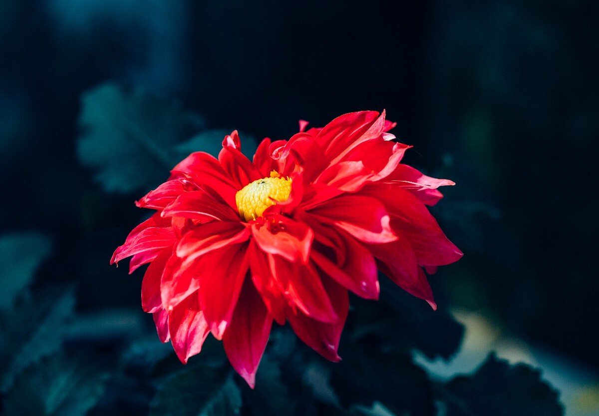 将离 离草 婪尾春 容 犁食 没骨花 黑牵夷 红药 芍药 植物 花草 花卉 摄影
