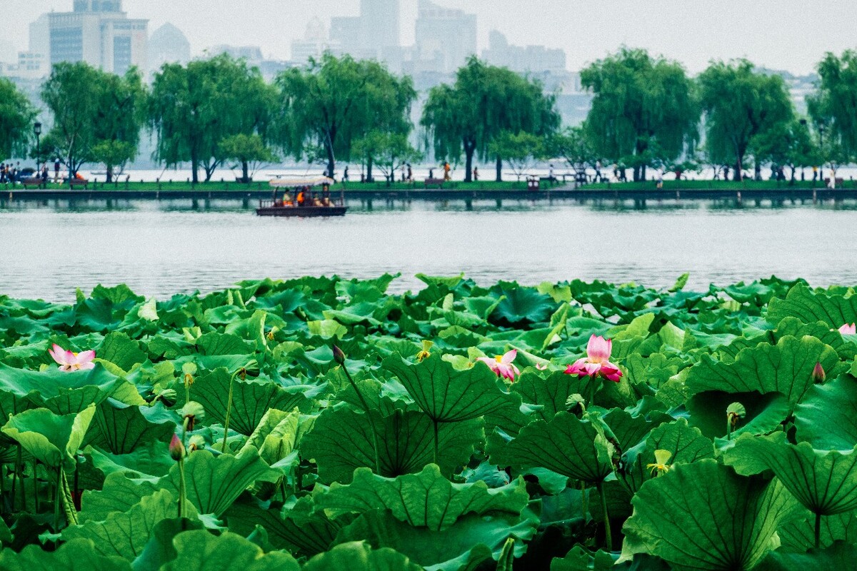 荷花 白堤 断桥 莲花 水芙蓉 藕花 芙蕖 水芝 水华 泽芝 中国莲 花苞 水旦草 芙蓉 水芙蓉 玉环 六月春 中国莲 六月花神 藕花 灵草 玉芝 水中芙蓉 水宫仙子 君子花 天仙花 红蕖 溪客 碧环鞭蓉 鞭蕖 金芙蓉 草芙蓉 静客 翠钱 红衣 宫莲 佛座须