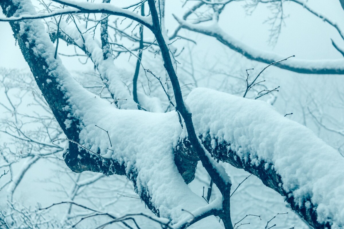 雪景 自然 风景 自然风光 大自然 黄山雪景 黄山风光 树枝上的雪 积雪 千里冰封 万里雪飘 银妆素裹
