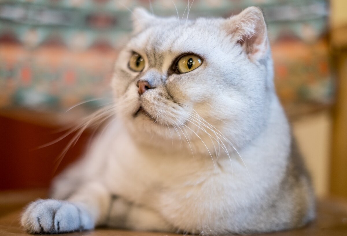 猫 猫科动物 动物 猫亚科 豹亚科 猫咪 家猫 野猫 喵星人 可爱的猫猫 英短 虎斑