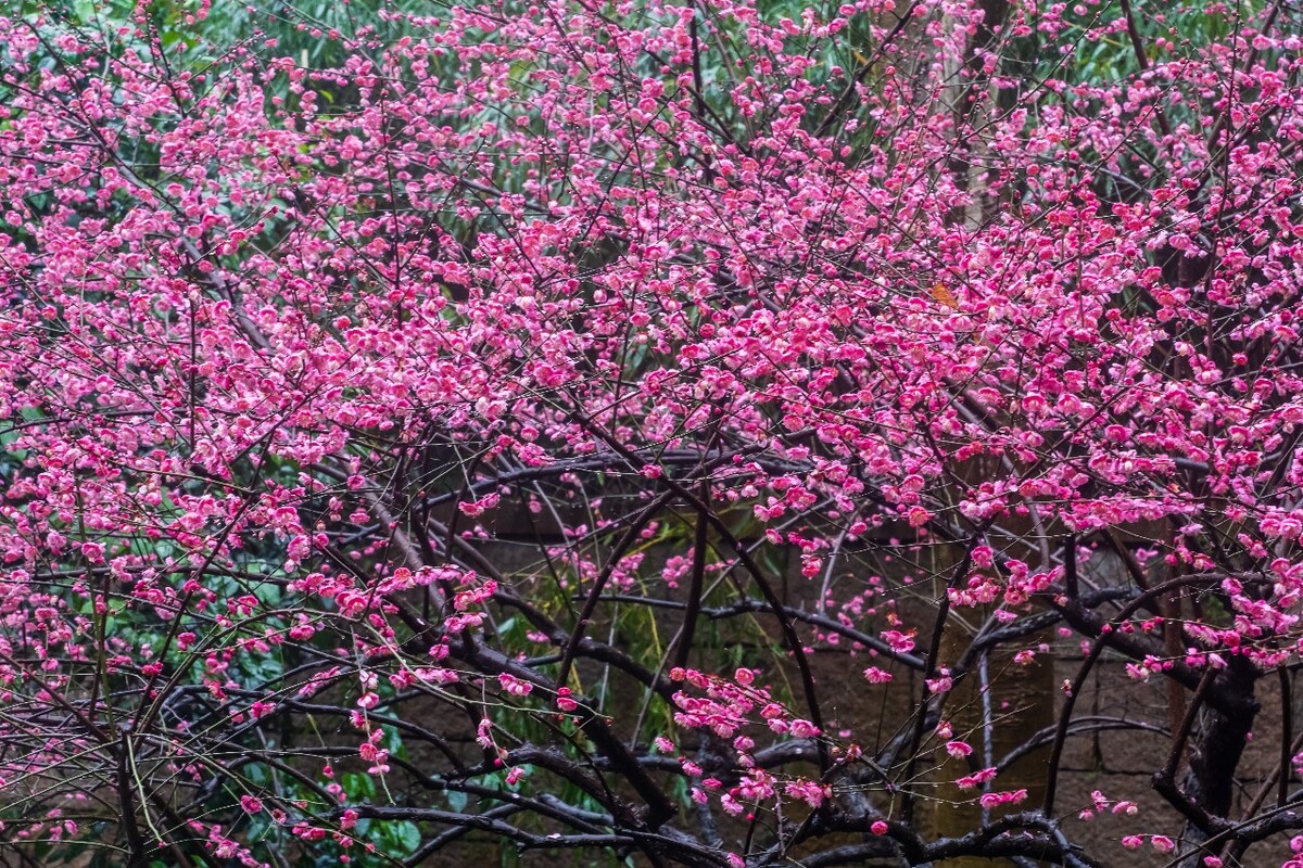 梅花 红梅 花 植物 树 花卉 花儿 盛开的梅花 梅 寒梅 摄影 图片 素材 Red plum 观梅 赏梅 梅林 梅花盛开