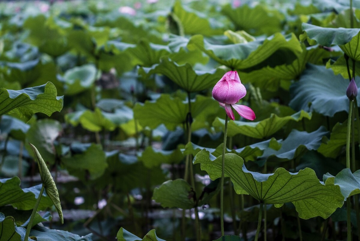 荷叶 荷塘 荷 植物 叶子 莲花 水芙蓉 莲花 水芙蓉 藕花 芙蕖 水芝 水华 泽芝 中国莲 摄影 特写 自然 风光