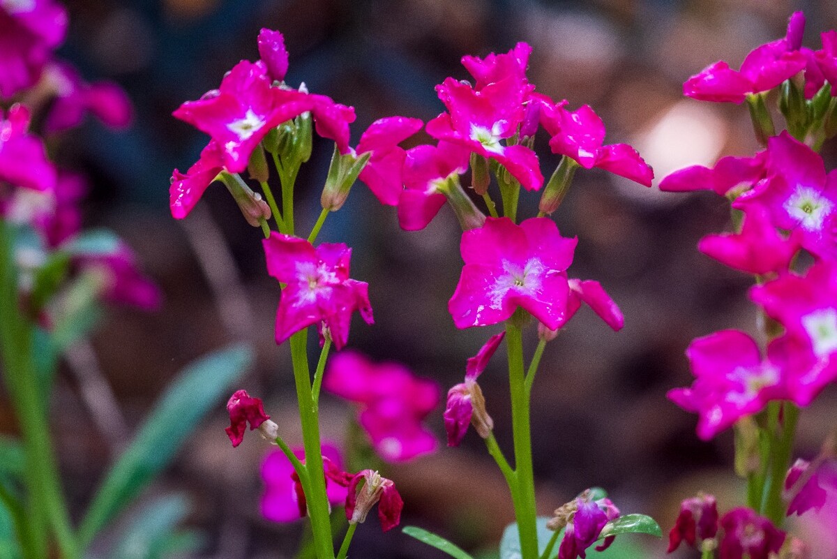 花儿 花卉 花草 自然 风景 风光 摄影 图片 素材 植物 小花 须苞石竹