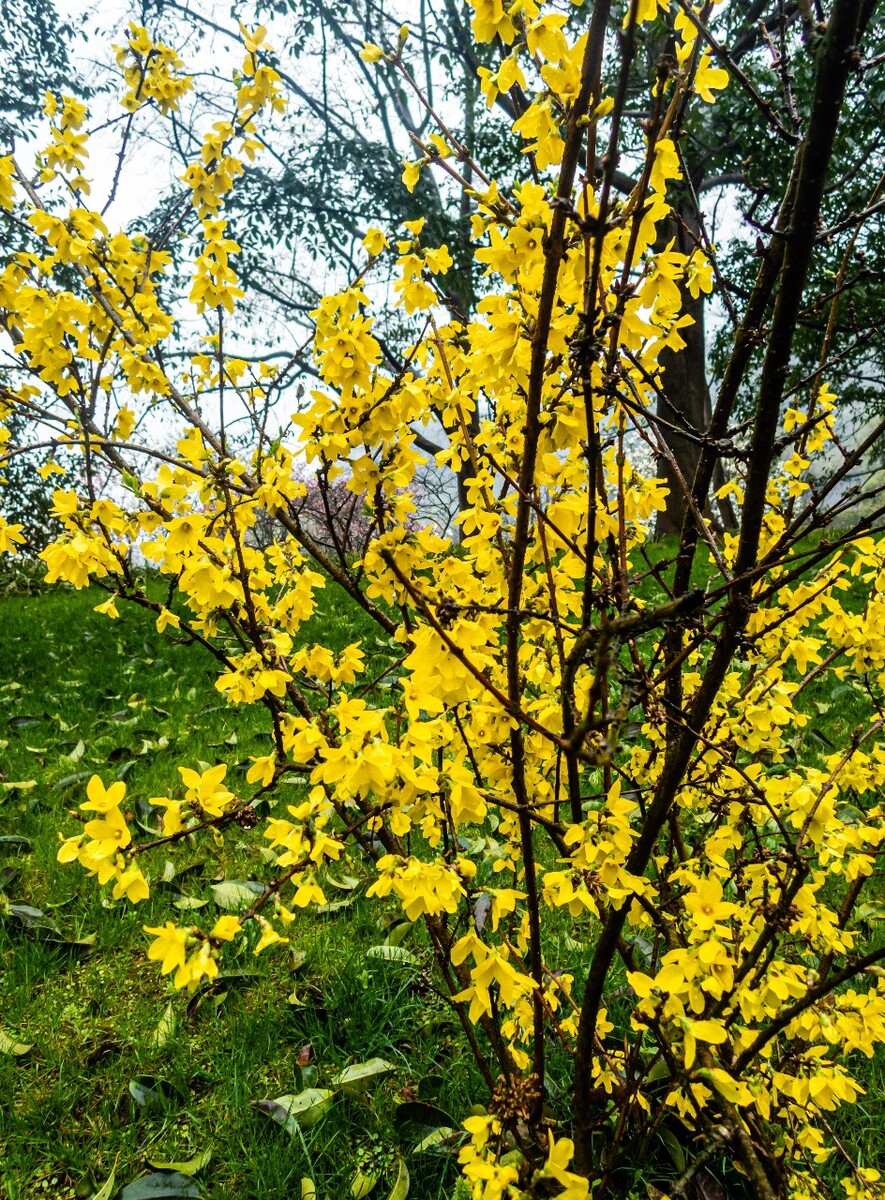 连翘 黄花杆 黄寿丹 黄色的花 植物 鲜花 特写 风光 花朵 花卉