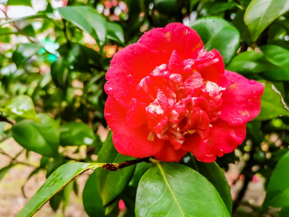 茶花 红色的花 落花 落红不是无情物,化作春泥更护花 摄影 素材 花卉 花朵