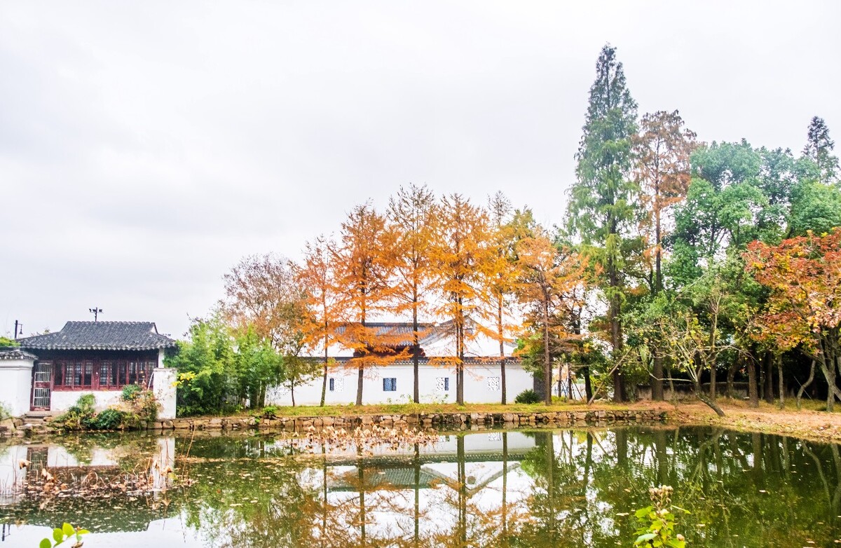 金钱松 落叶松 松树 树木 树林  金松 水树 古老残遗植物 建筑
