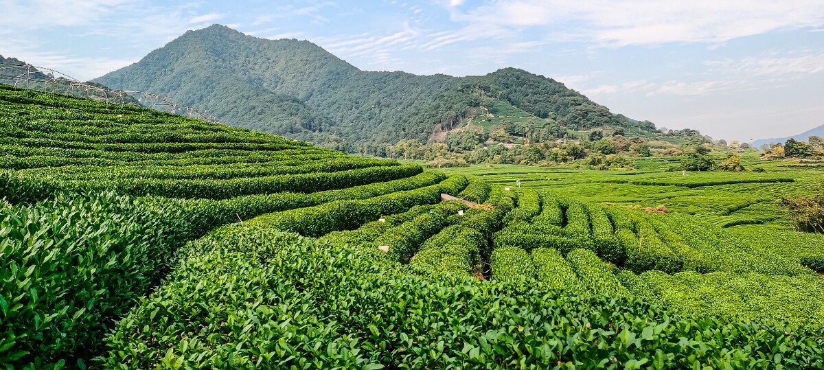 茶园 茶叶 茶村 龙坞 茶山 茶镇 龙坞茶山 杭州龙坞茶园 杭州龙坞茶村 杭州龙坞茶山