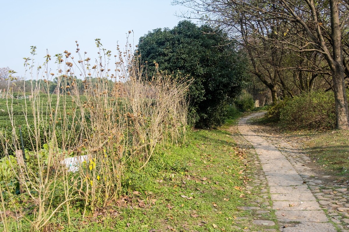 茶园风光 龙井茶园风光 茶叶 茶园 自然风光 茶树 茶 茶花 风光 摄影 特写 木槿