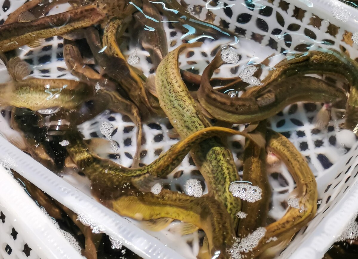 图片 摄影 素材 泥鳅 鱼鳅 泥鳅鱼 拧沟 泥沟娄子 鳅类 底栖鱼类 鳅科