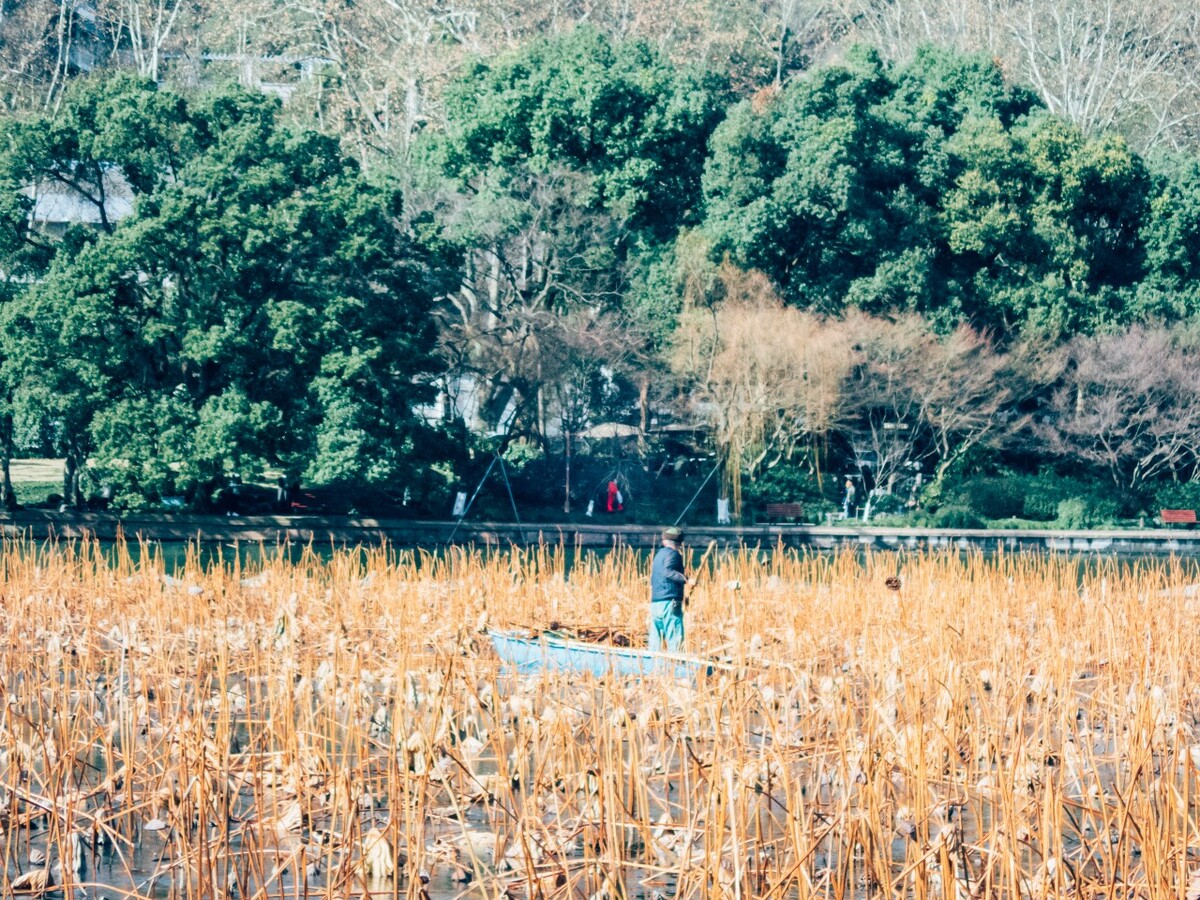 西湖美化人 环境保护人 西湖 枯荷 荷塘 风光 自然 风景 杭州西湖 清理人 人像 图片 素材