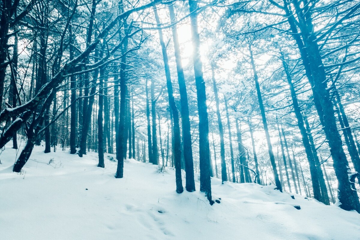 雪景 自然 风景 自然风光 大自然 黄山雪景 黄山风光 树枝上的雪 积雪 千里冰封 万里雪飘 银妆素裹