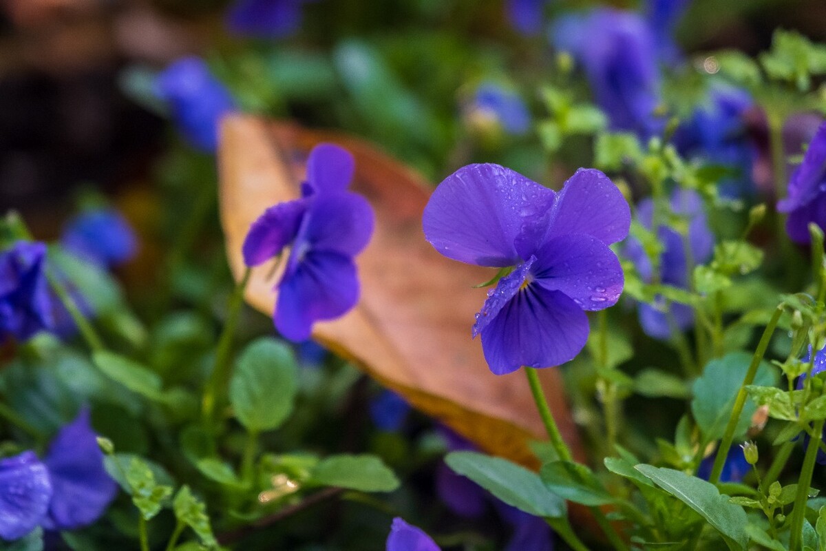 花儿 花卉 花草 自然 风景 风光 摄影 图片 素材 植物 小花 香堇菜
