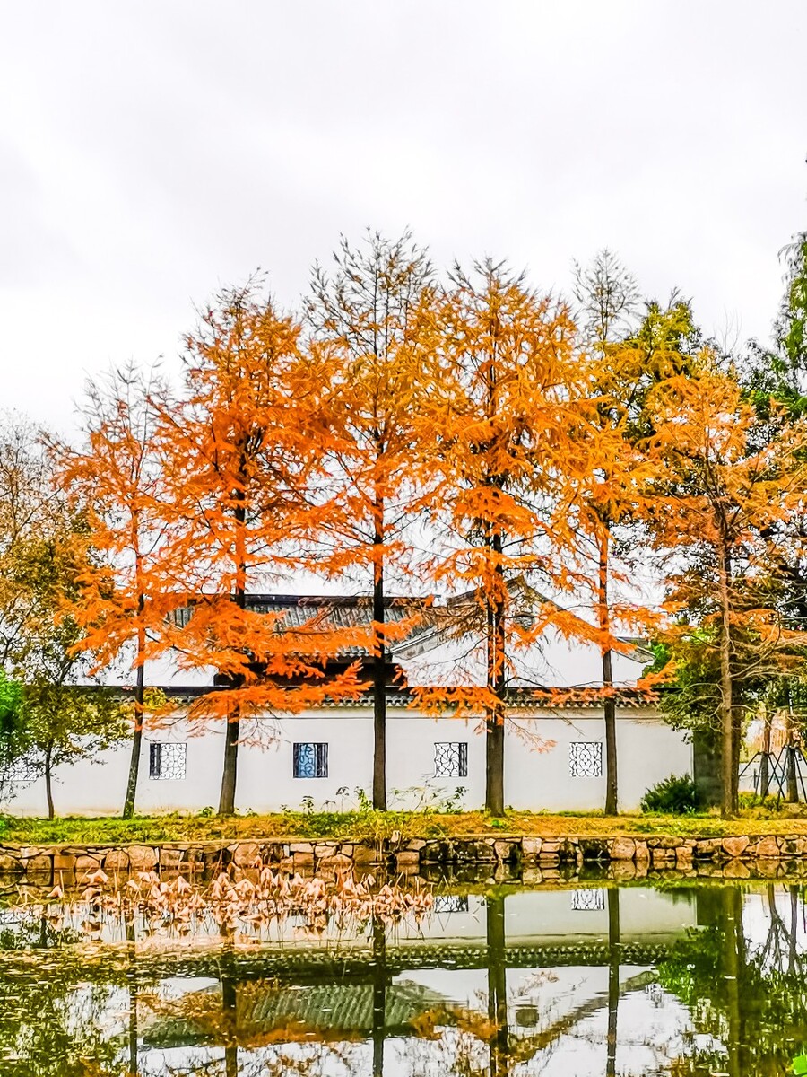 落叶松 黄花松 树 树木 树林 建筑 天平山  苏州  红松林 