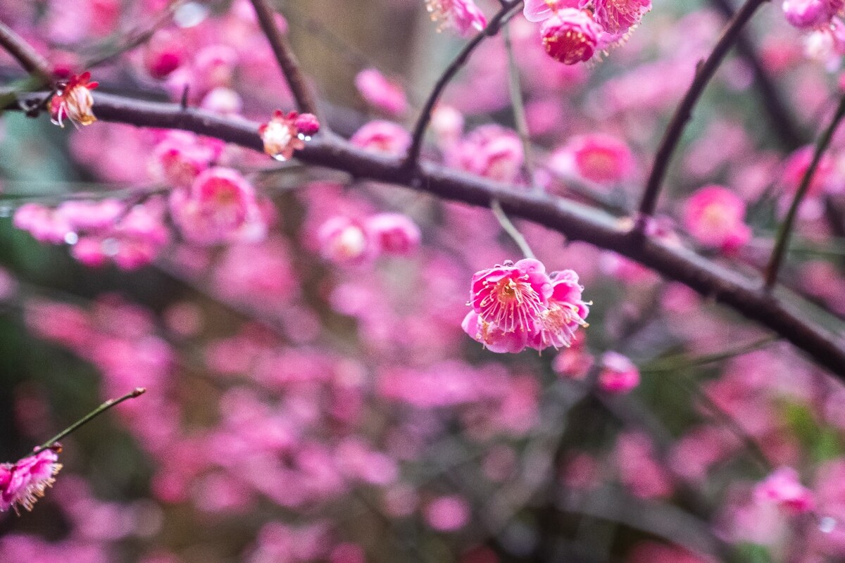 雨中梅 梅花 植物 花卉 花草 寒梅 红梅 雨中红梅 自然 风光 图片 素材 特写 梅花特写 Red plum