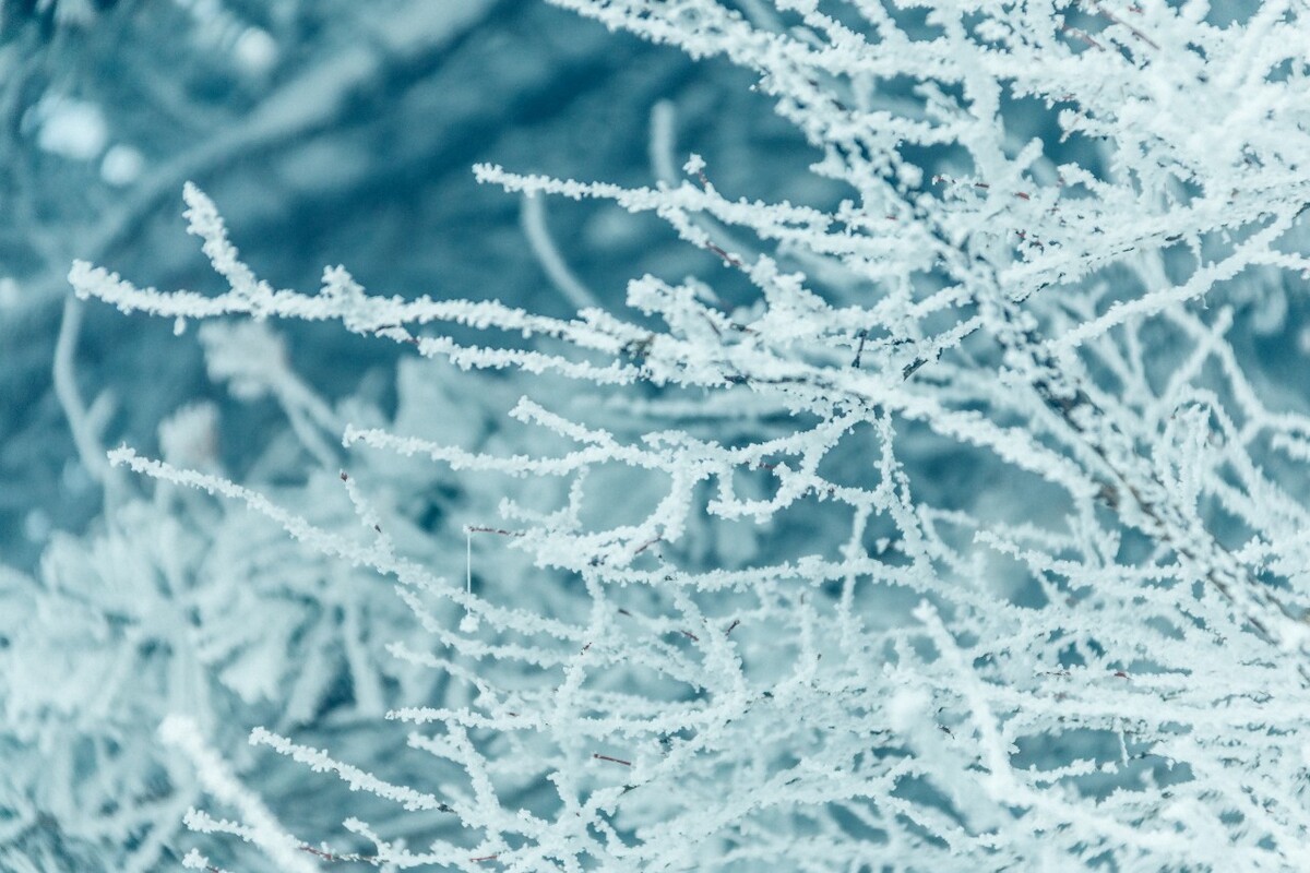 雪景 自然 风景 自然风光 大自然 黄山雪景 黄山风光 树枝上的雪 积雪 千里冰封 万里雪飘 银妆素裹