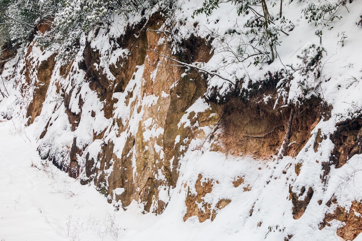 植物 雪景 大自然 自然 雪中的植物 白雪 黄山雪景 索道 黄山 森林雪景