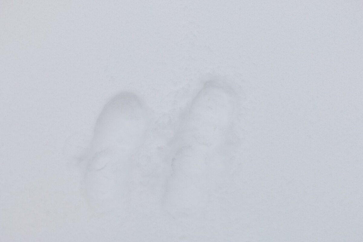 脚印 雪 地上的雪 自然 风光 风景 大自然 白雪 痕迹