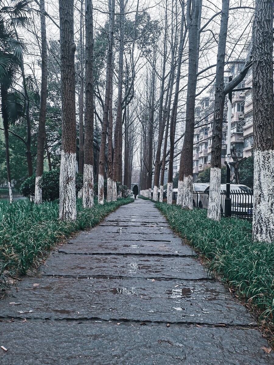 行人 道路 银杏公园 摄影 自然 风光  手机 随拍 雨中 银杏树