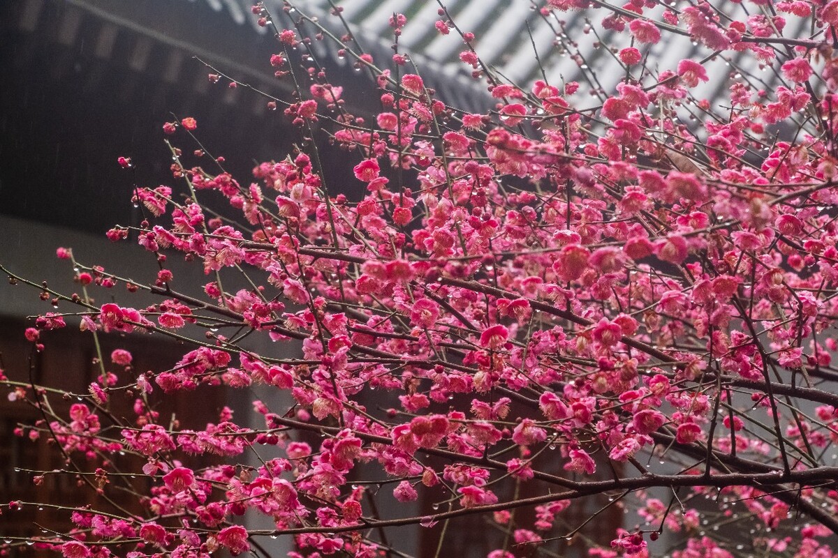 自然 风景 风光 梅花 植物 花卉 花儿 花草 树枝 雨中梅花 寒梅 红梅 梅 图片 素材 特写 摄影