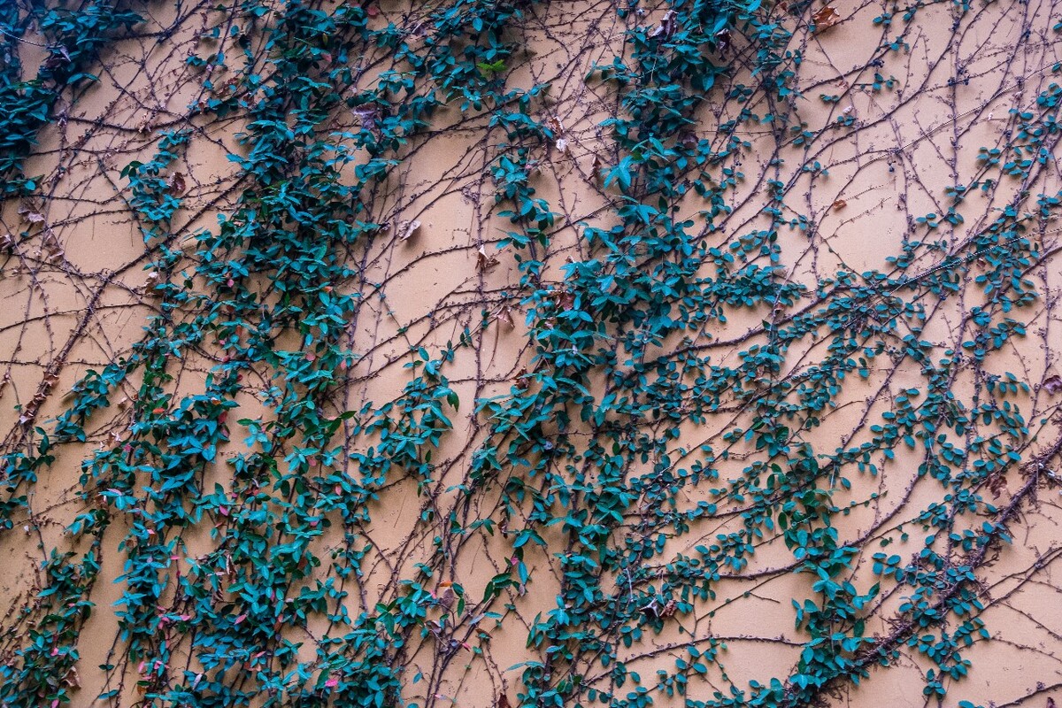 石龙藤 万字花 万字茉莉 夹竹桃科 植物 爬墙植物  络石 络石藤 攀墙风 白花藤