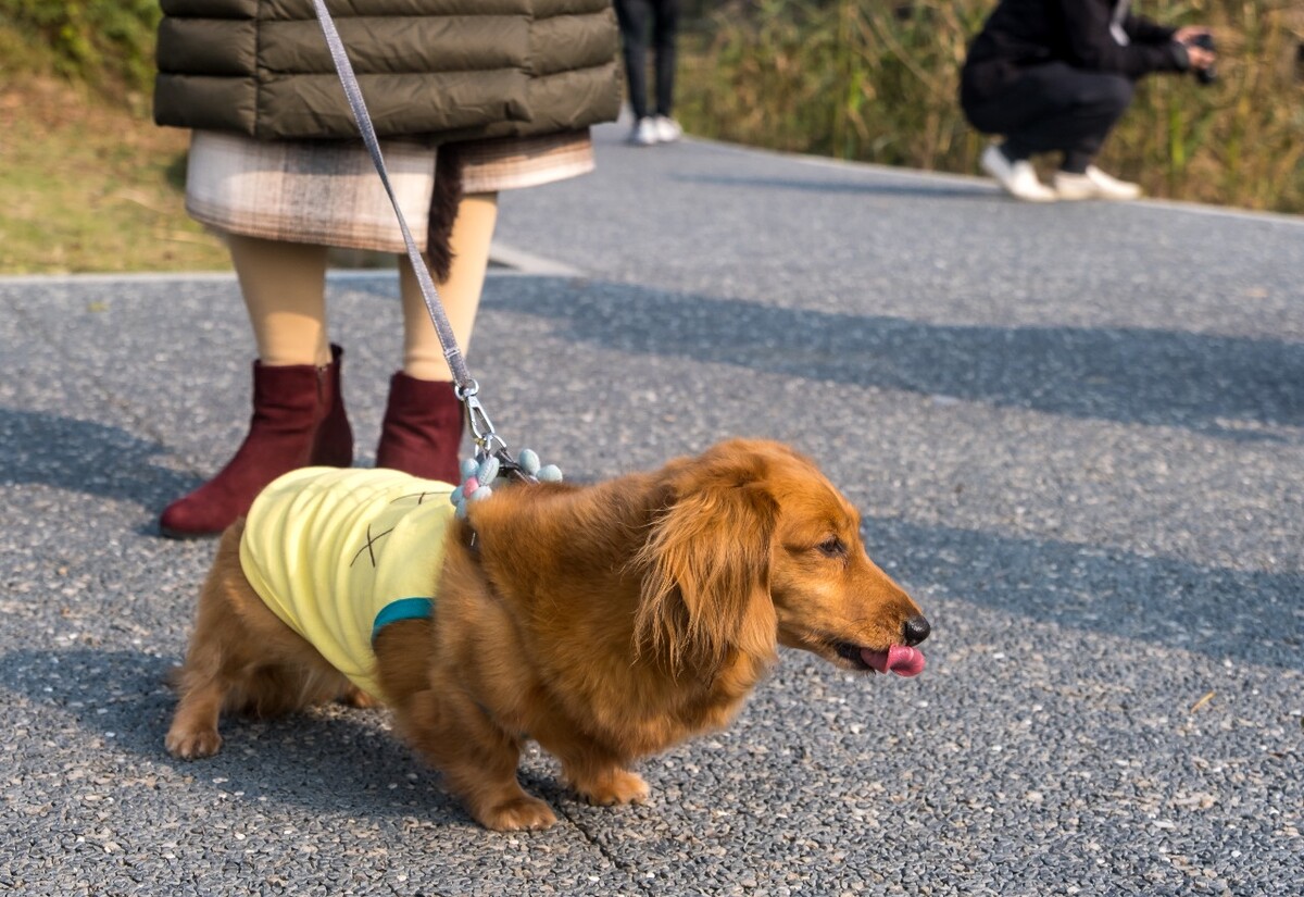 腊肠犬 金毛 狗狗 宠物 旺星人 摄影 特写 图片 宠物摄影 猎犬