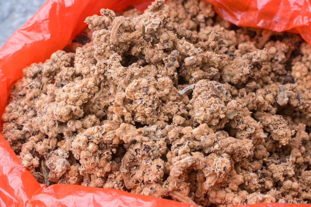 琵琶花 土冬花 枇杷花 枇杷的花 琵琶花因叶似琵琶故得名，秋萌冬绽雅香盈。