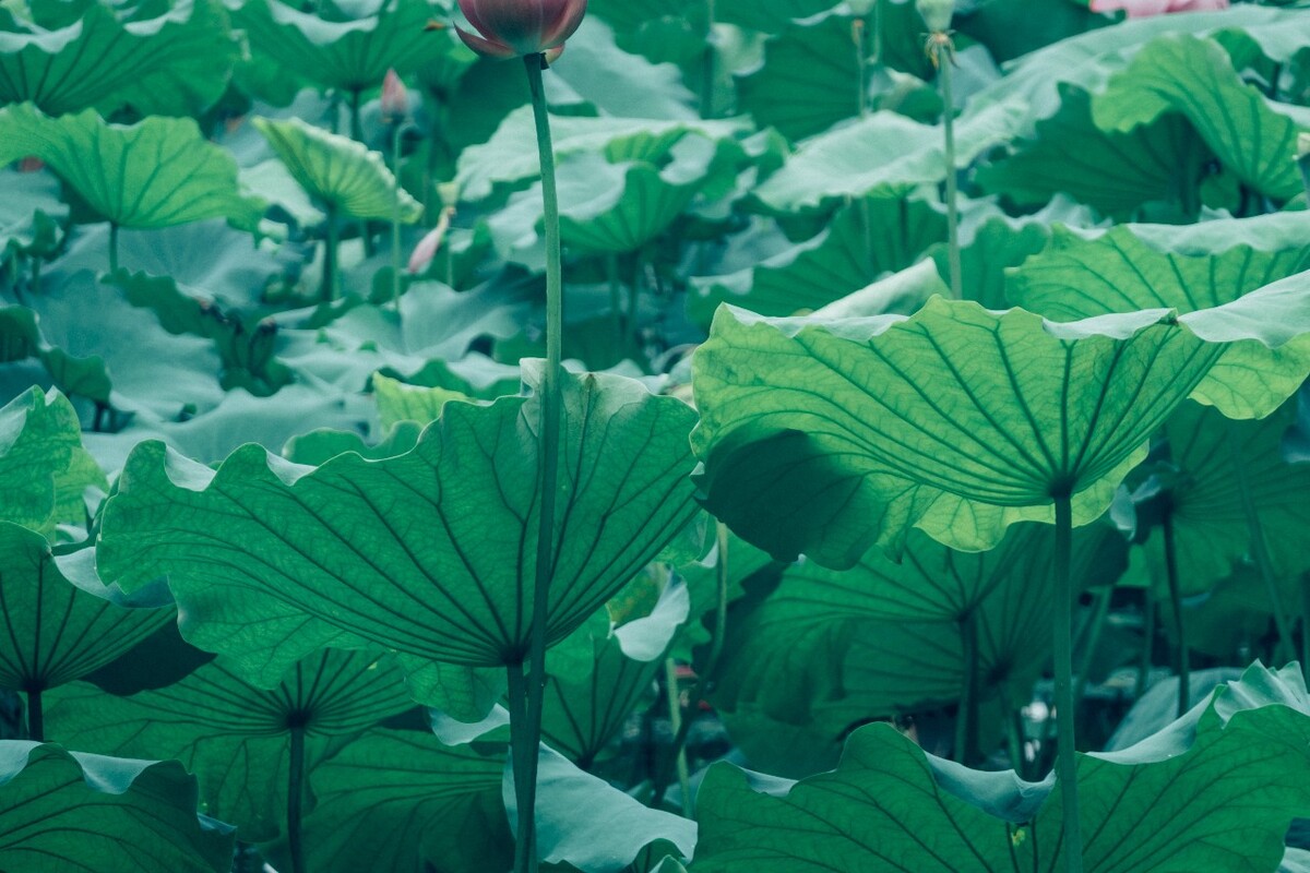 荷花 莲花 水芙蓉 草本花卉 莲花 水芙蓉 藕花 芙蕖 水芝 水华 泽芝 中国莲 摄影 特写