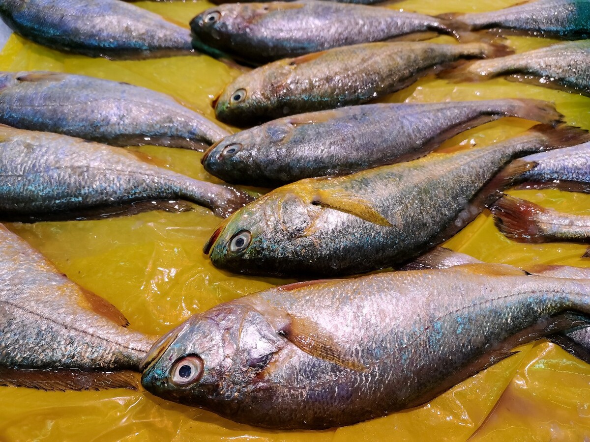 鱼 小黄鱼? 海鲜 鱼类 图片 摄影 素材 美食